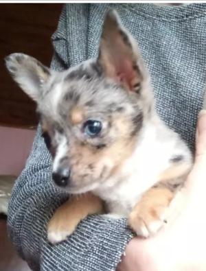 Chihuahua cachorro blue merle tricolor