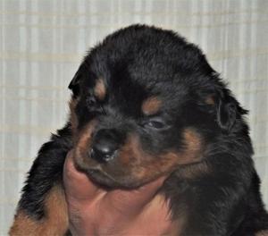 ROTTWEILER CACHORROS CON FCA