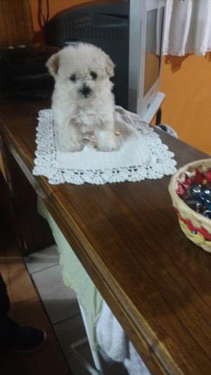 Se vende hembrita caniche Microtoy