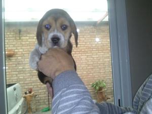 VENDO CACHORRO BEAGLE TRICOLOR