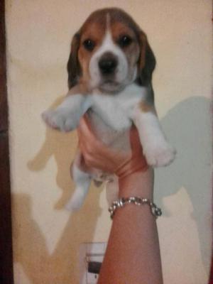 Vendo cachorros beagle