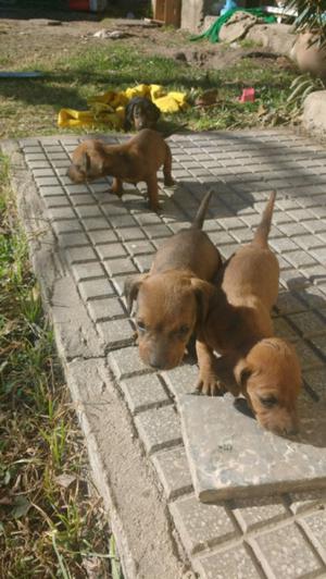 Vendo cachorros salchicha