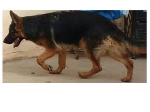 Cachorros Ovejero Alemán 7 meses con pedigree