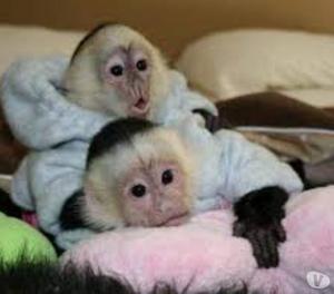 Maravillosos monos capuchinos en venta