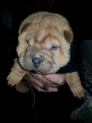 Cachoros shar pei