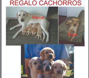 Regalo Cachorros