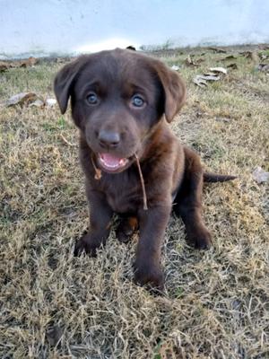 Vendo Labradora Retriever hembra