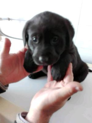 Vendo Labradora Retriever hembra negra