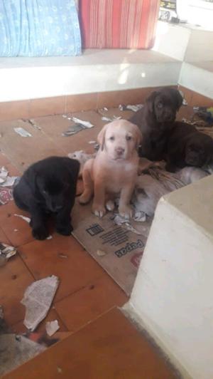 Vendo cachorros labradores