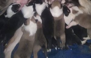 collies machos y hembras