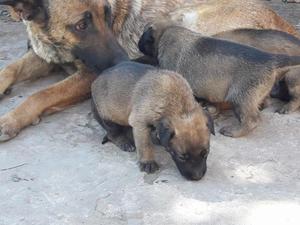 CACHORROS PASTORES BELGAS MALINOIS