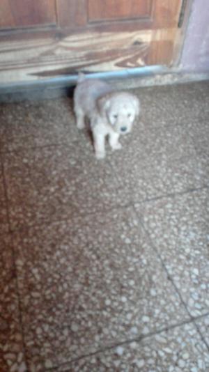 Caniche toy macho y hembra