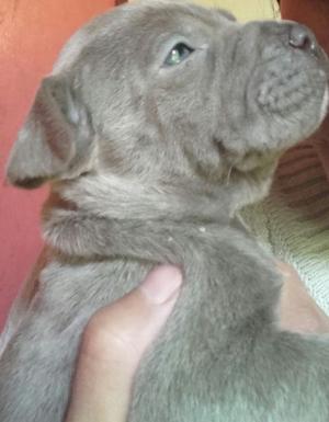 Hermosa pitbull blue