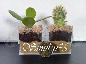 Petit~mini Terrario~cactus Y Suculentas Dia Del Amigo Regalo