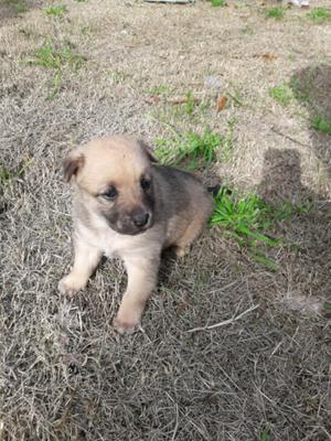 Regalo cachorrita mestiza sharpei