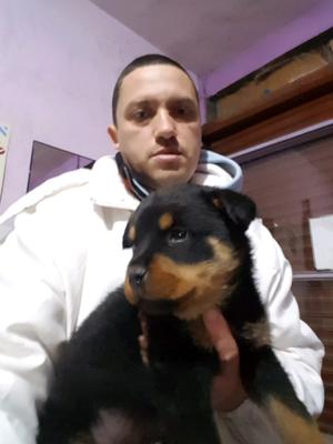 Vendo cachorrito de rotwailer de 55 días.