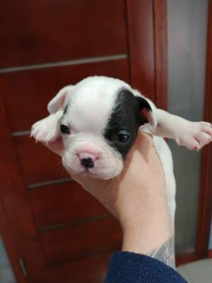 Venta bulldog frances