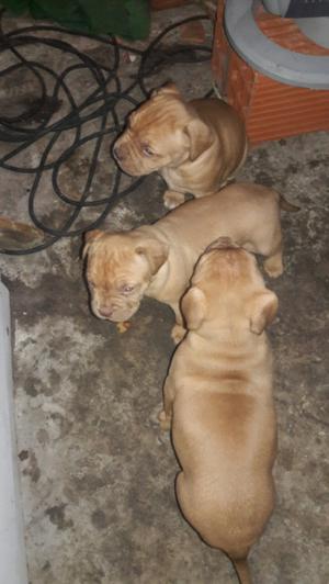 Cachorros pitbull cruza con dogo de burdeos $