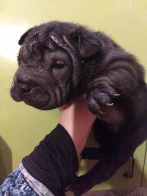 Sharpei excelente calidad