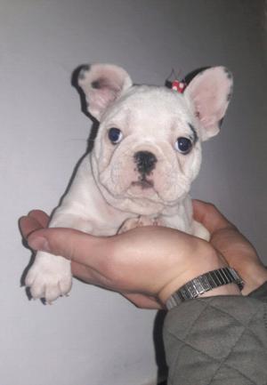 BULLDOG FRANCES HEMBRA BLANCA EXOTICA