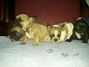 Bulldog francés machos y hembras con fca