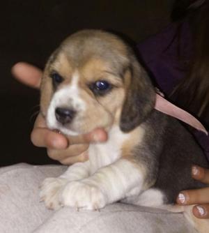 Cachorros beagle con pedigree FCA