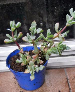 Crassula deltoidea m 11