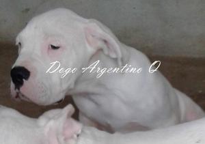 Dogo Argentino Excelentes Cachorras Con Fca