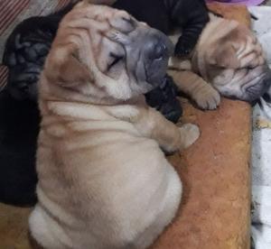 Hermosos bebes shar peis.