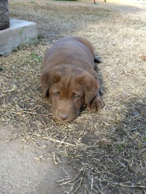 Labradora Retriever hembra chocolate