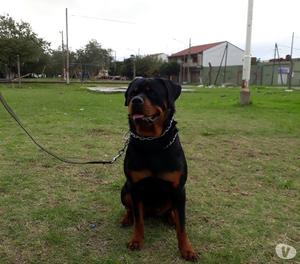 Rottweiler Cachorros Hermosos Con Papeles