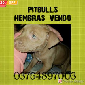 Vendo cachorras pitbulls hembras