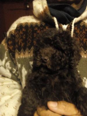 Cachorros Caniche.