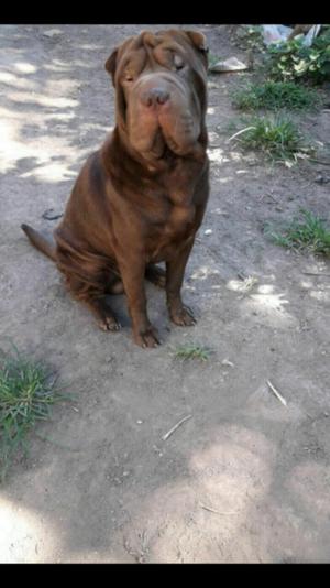 Sharpei Macho 13 meses Vendo o Permuto