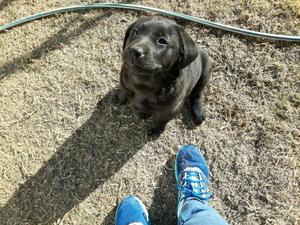 Vendo Labradora Retriever