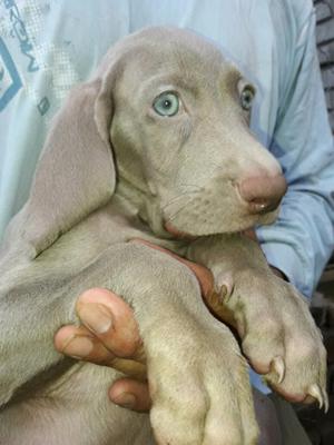 WEIMARANER PRECIOSOS... OPORTUNIDAD