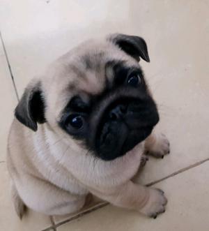 pug carlino hermosos