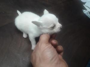 Chihuahuas Minis Machos