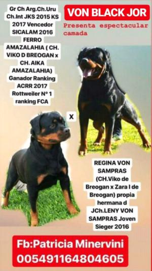 Excelentes Cachorros Rottweilers FCA