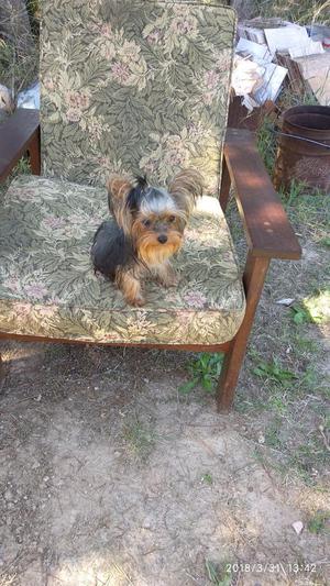 Yorkshire Terrier Hembra 10 Meses