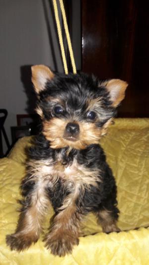 Yorkshire terrier mini