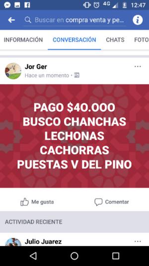 CHANCHAS COMPRO Y PAGO HASTA$