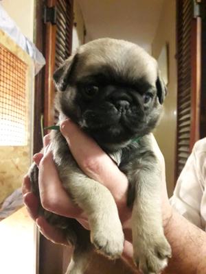 Hemosos cachorritos pug carlino