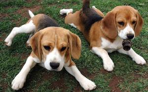 cachorros beagle tricolor