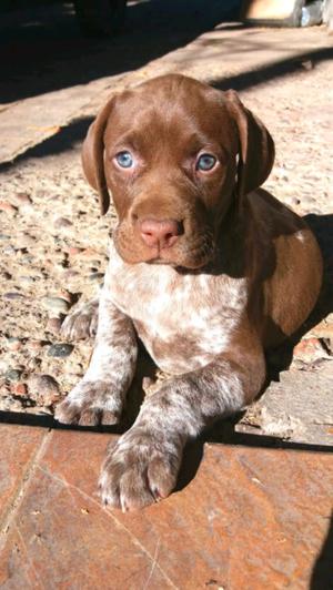 Braco Alemán cachorros