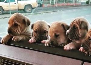 Cachorritos shar pei