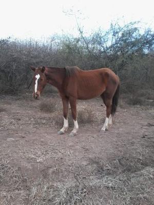 Permuto por novillo o vaca