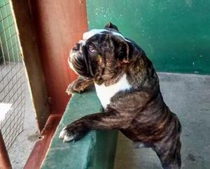 Bulldog ingles para servicio