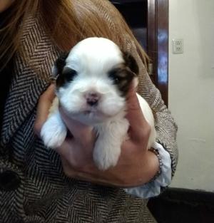 Cachorro Shih tzu