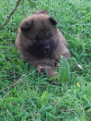 Chow chow hembras y machos